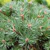 Pinus sylvestris Pot 25 Liter Halfstam