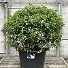 Viburnum tinus 70 - 80 cm Bolvorm