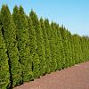 Thuja occ. 'Smaragd' Pot 12 liter Halfstam