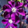 Clematis 'Warszawska Nike' Pot 2,25 Liter