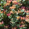 Lonicera henryi 'Copper Beauty' Pot 2,25 Liter