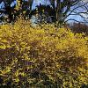 Forsythia int. 'Spectabilis' Pot 10 liter