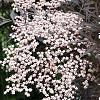 Sambucus nigra Black Lace Pot 10 liter