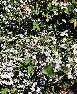 Aster ageratoides 'Ashvi' Pot 9 cm