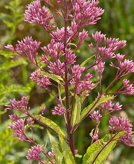 Eupatorium mac. 'Atropurpureum' Pot 9 cm