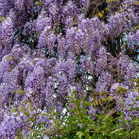 Wisteria sinensis 'Prolific' Pot 50 Liter 500600
