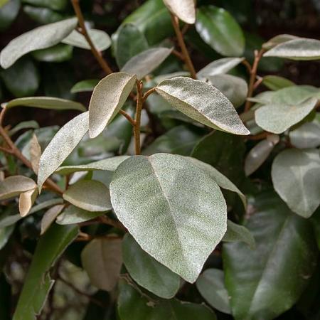 Elaeagnus ebb. 'Compacta' Pot 12 liter Halfstam