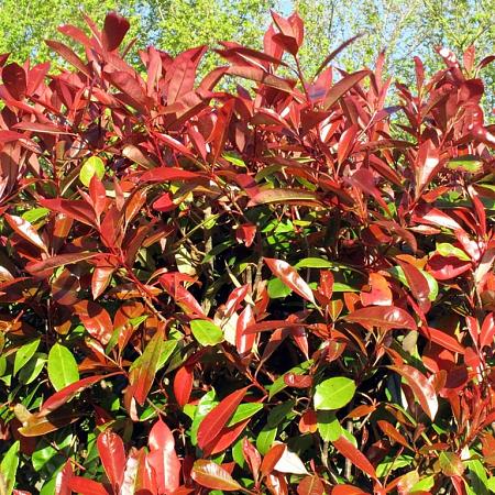 Photinia fraseri 'Red Robin' Pot 35 Liter 100 - 125 cm Meerstammig