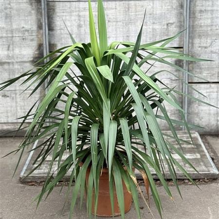 Yucca gloriosa Pot 20 Liter