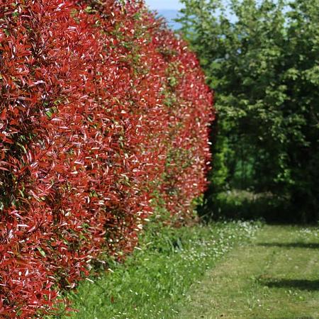 Photinia fraseri 'Red Robin' Pot 25 Liter Stam 120 cm