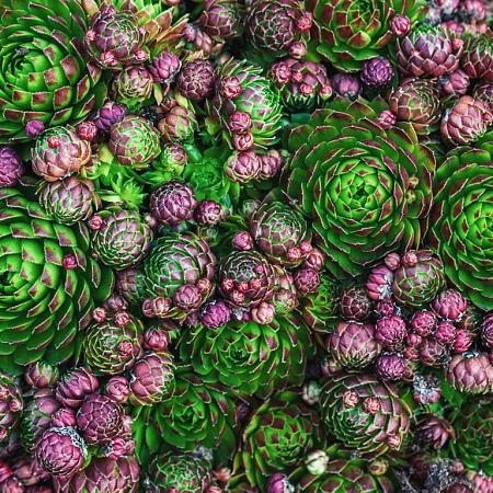 Sempervivum tectorum Pot 9 cm