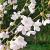 Prunus yedoensis Hoogstam (Stamomtrek 12-14 cm)