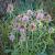 Dipsacus fullonum Pot 9 cm
